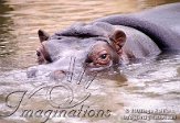 BZA1C030930 nijlpaard / Hippopotamus amphibius