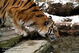 BZA1K050170 Siberische tijger / Panthera tigris altaica
