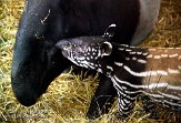 BZA2K050190 Maleise tapir / Tapirus indicus