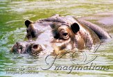 BZA4J060372 nijlpaard / Hippopotamus amphibius