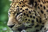 BMS3K073984 Amoerpanter / Panthera pardus orientalis