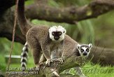 BOZ2D073241 witkopmaki / Eulemur albifrons ringstaartmaki / Lemur catta