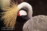 BOZ3D073283 grijze kroonkraanvogel / Balearica regulorum
