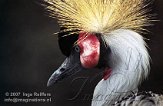 BOZ4D073287 grijze kroonkraanvogel / Balearica regulorum