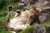 BOZ6D073369 Afrikaanse leeuw / Panthera leo