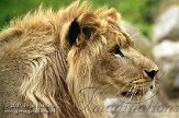 BOZ6D073373 Afrikaanse leeuw / Panthera leo