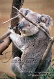 BDP1C040389 Queensland koala / Phascolarctos cinereus adustus