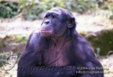 BDP2C040416 bonobo / Pan paniscus