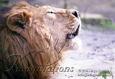 BDP2C040428 Aziatische leeuw / Panthera leo persica