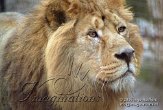 BDP2K050227 Aziatische leeuw / Panthera leo persica
