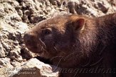 BDP1K070852 wombat / Vombatus ursinus