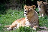 CZD1J061133 Afrikaanse leeuw / Panthera leo
