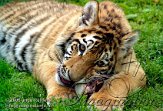 CZD5K061260 Siberische tijger / Panthera tigris altaica