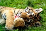 CZD5K061264 Siberische tijger / Panthera tigris altaica