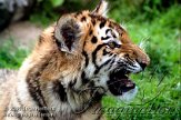 CZD5K061271 Siberische tijger / Panthera tigris altaica