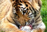 CZD5K061275 Siberische tijger / Panthera tigris altaica