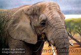 CZD7K061328 Afrikaanse olifant / Loxodonta africana