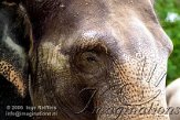CZL1K061044 Aziatische olifant / Elephas maximus