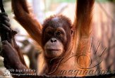 CZP2K061429 Sumatraanse orang-oetan / Pongo abelii
