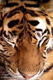 DTA2D063481 Siberische tijger / Panthera tigris altaica