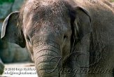 DTB1J050593 Sumatraanse olifant / Elephas maximus sumatrensis