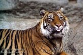 DTB2J050630 Sumatraanse tijger / Panthera tigris sumatrae