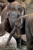 DTB1K071836 Aziatische olifant / Elephas maximus