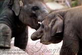 DTB1K071837 Aziatische olifant / Elephas maximus