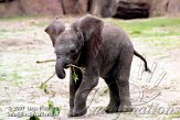 DTB1K071846 Zuid-Afrikaanse olifant / Loxodonta africana africana