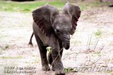 DTB1K071848 Zuid-Afrikaanse olifant / Loxodonta africana africana