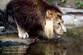 DTB2K071870 Aziatische leeuw / Panthera leo persica