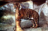 DTB2K071881 Sumatraanse tijger / Panthera tigris sumatrae