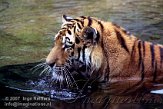 DTB3K071890 Siberische tijger / Panthera tigris altaica