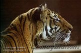 DZB2J050718 Maleise tijger / Panthera tigris jacksoni