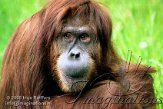 DZB4K050779 Sumatraanse orang-oetan / Pongo abelii