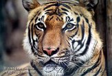 DZB4K050786 Maleise tijger / Panthera tigris jacksoni