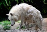 DZB6K050851 wolf / Canis lupus