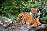 DZB1K071989 Maleise tijger / Panthera tigris jacksoni