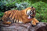 DZB1K071991 Maleise tijger / Panthera tigris jacksoni