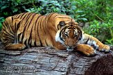 DZB2K071997 Maleise tijger / Panthera tigris jacksoni