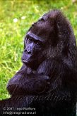 DZB2K072005 westelijke laaglandgorilla / Gorilla gorilla gorilla