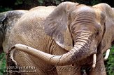 DDD2K071803 Zuid-Afrikaanse olifant / Loxodonta africana africana