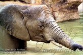 DDD2K071807 Zuid-Afrikaanse olifant / Loxodonta africana africana