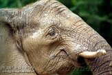 DDD2K071812 Zuid-Afrikaanse olifant / Loxodonta africana africana