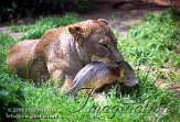 DGD1J040789 Afrikaanse leeuw / Panthera leo