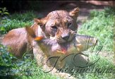 DGD1J040791 Afrikaanse leeuw / Panthera leo