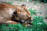 DGD2W040792 Afrikaanse leeuw / Panthera leo