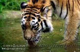 DGD1J051229 Siberische tijger / Panthera tigris altaica