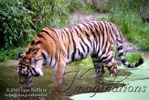 DGD1J051230 Siberische tijger / Panthera tigris altaica