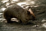 DGD4E063063 wombat / Vombatus ursinus
